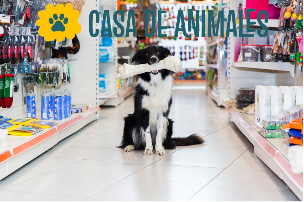 lindo-frontera-collie-con-gran-mascota-huesos-en-la-tienda-de-mascotas.jpg_s_1024x1024_w_is_k_20_c_nWsDuFozmaNs3LRIQ_wNQef79wBJLpBAHDj3UuUO0So_1_.jpg