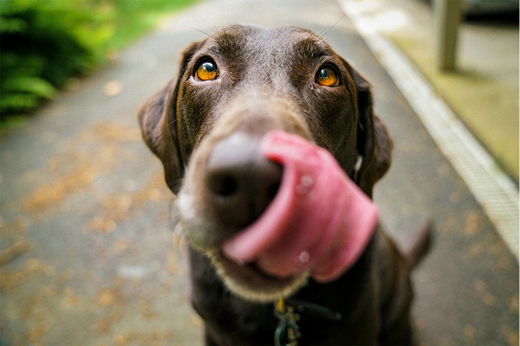 snacks-para-perros.jpg